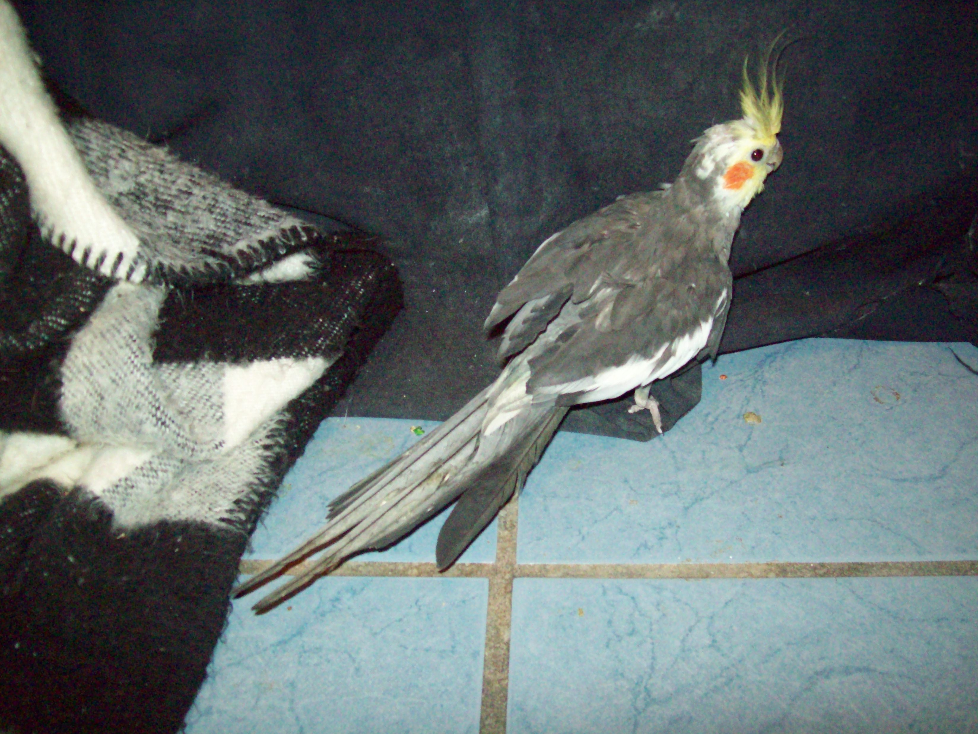 Gray Cockatiel