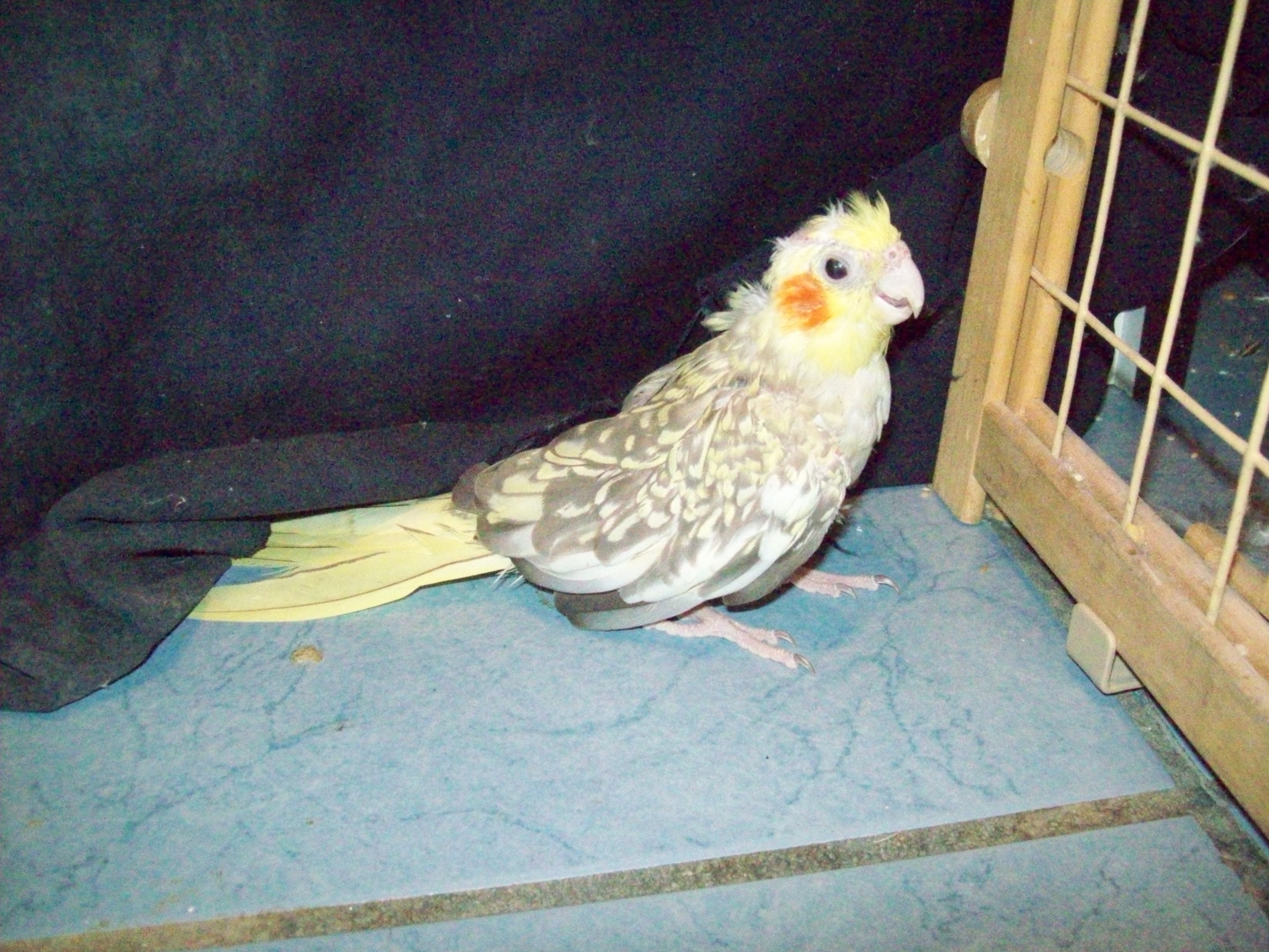 Pearl Cockatiel