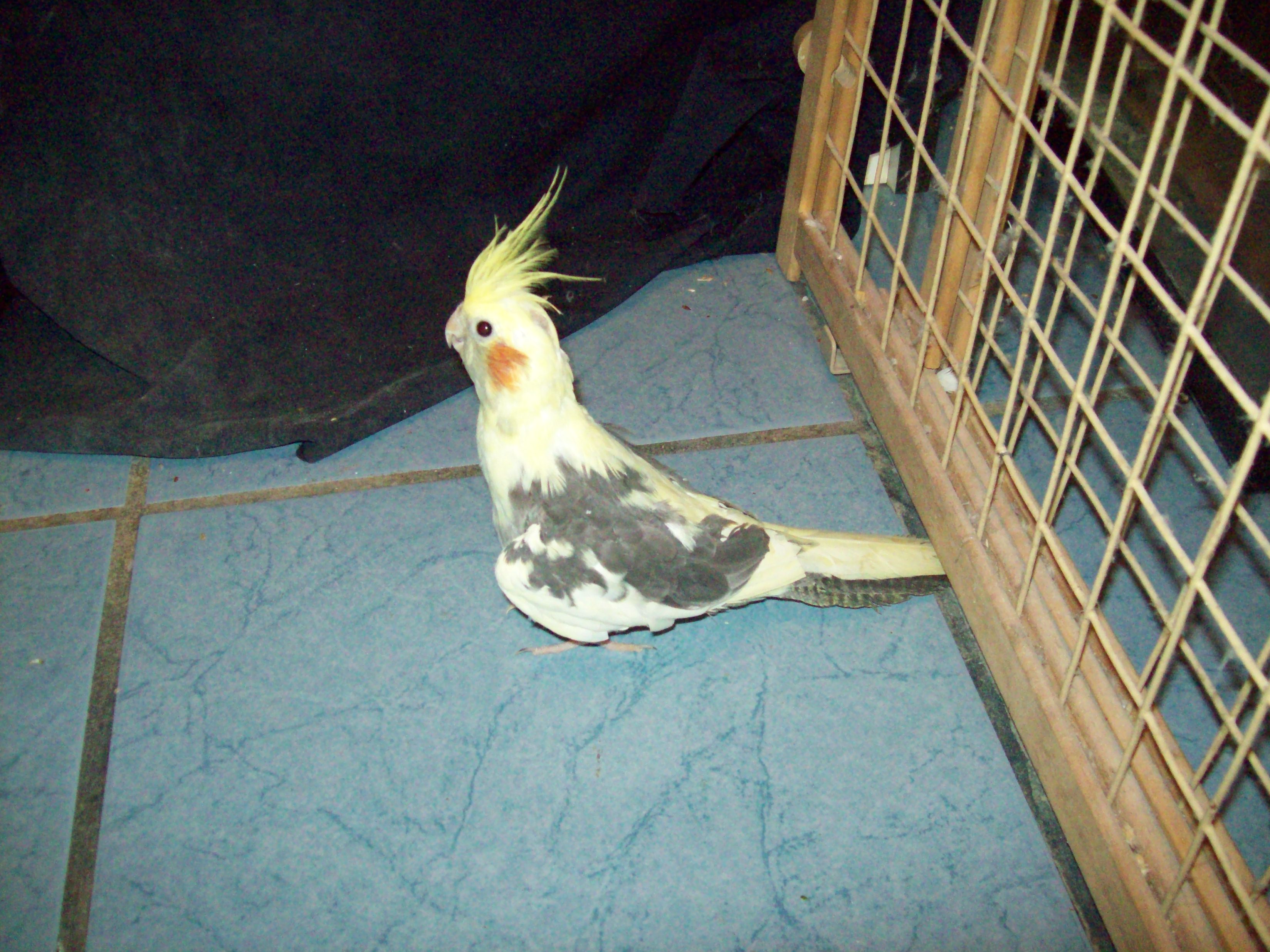 Pied Cockatiel