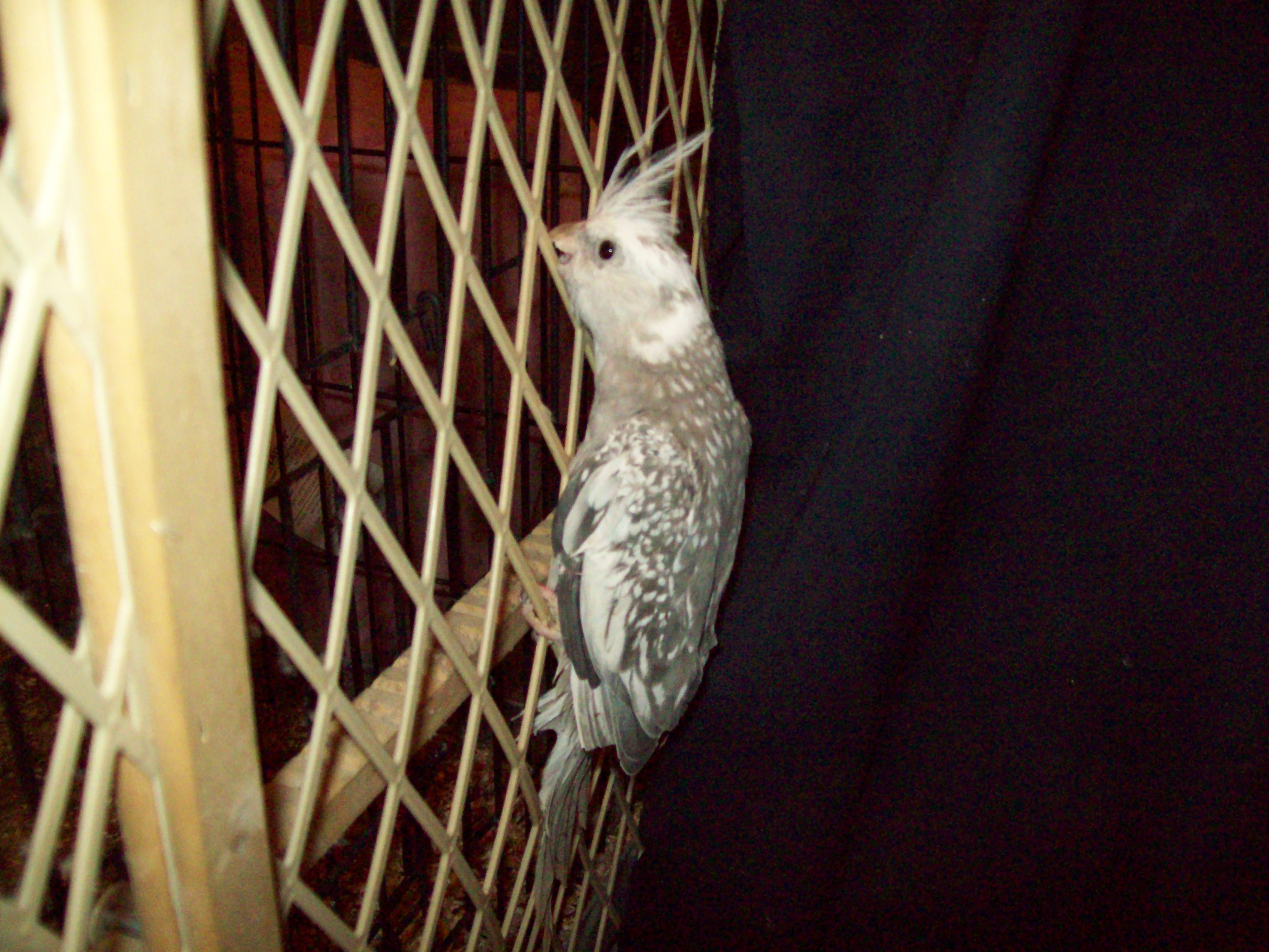 Whiteface Cockatiel