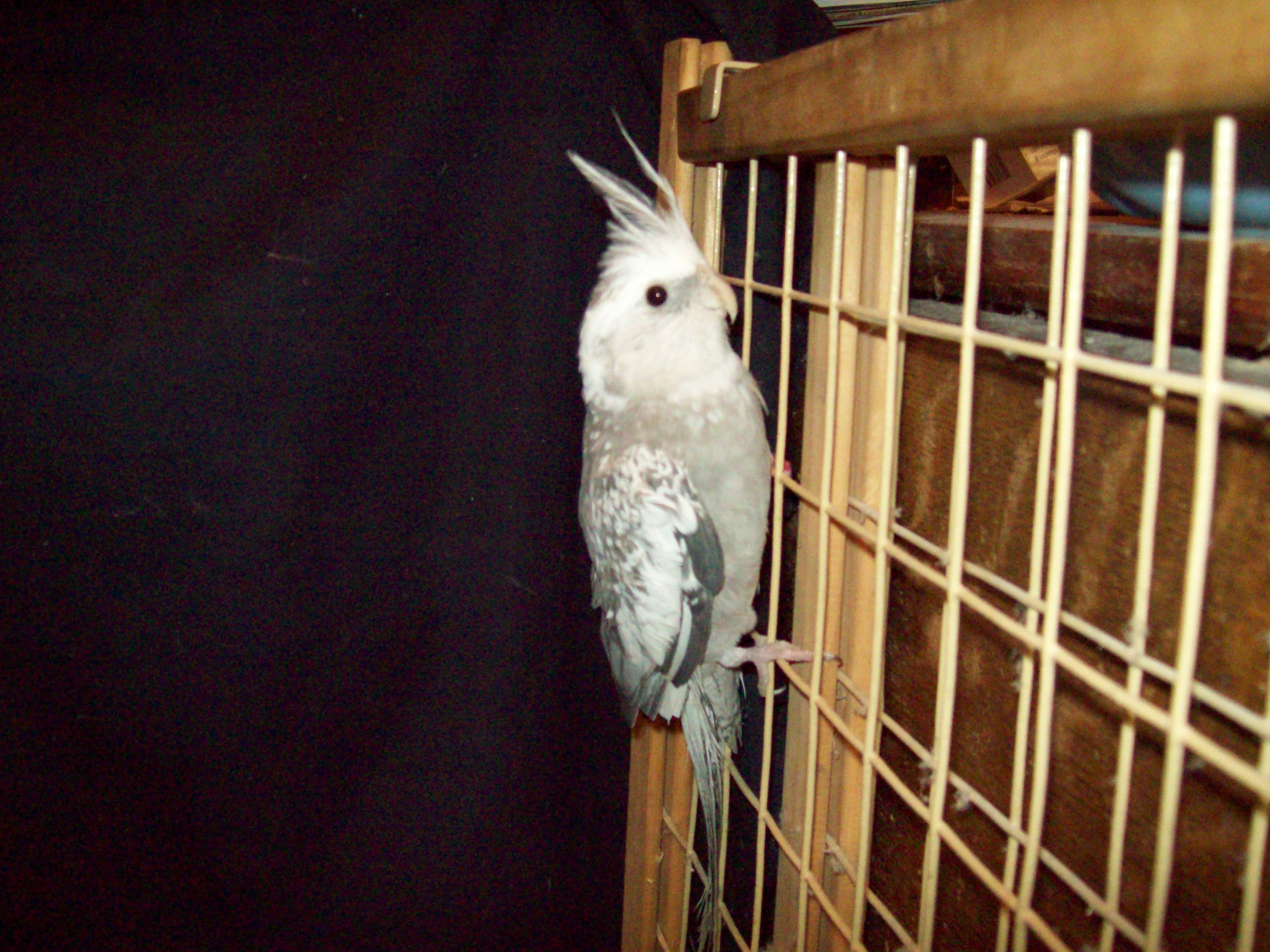 Whiteface Cockatiel