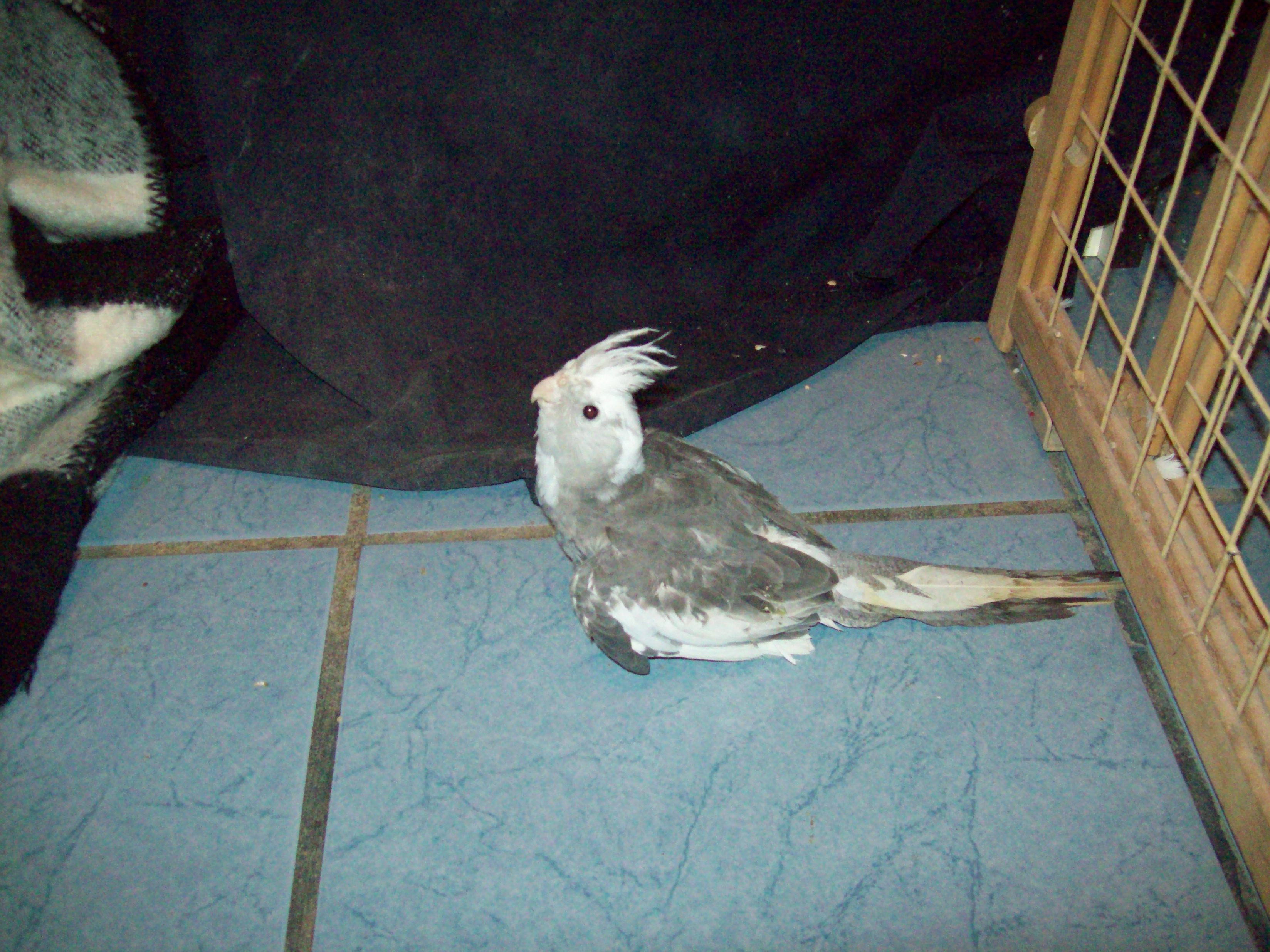 Whiteface Cockatiel