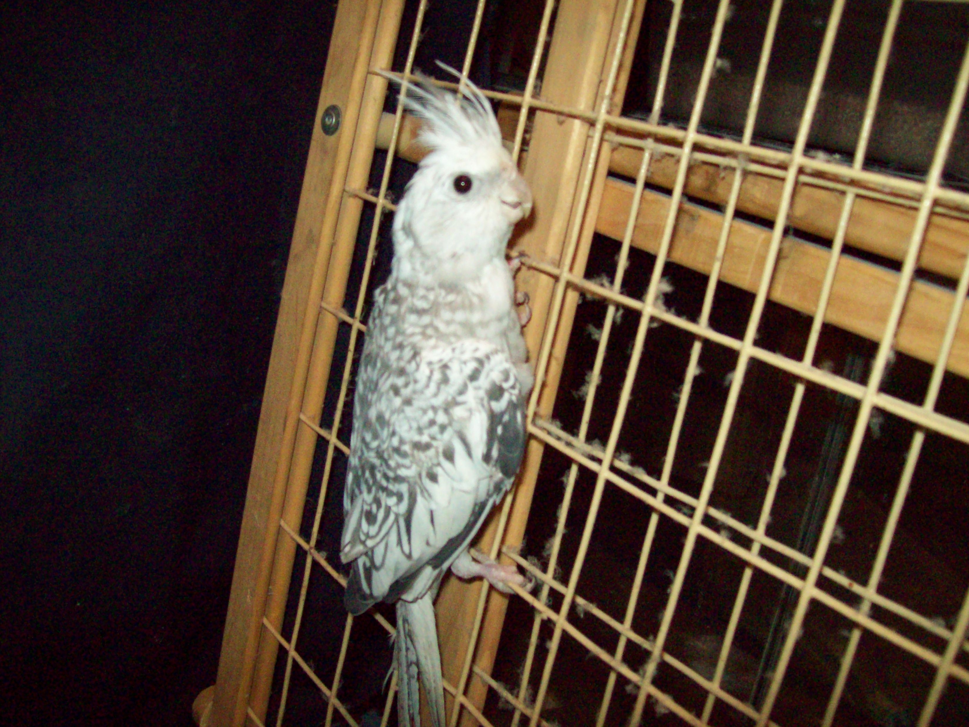 Whiteface Cockatiel